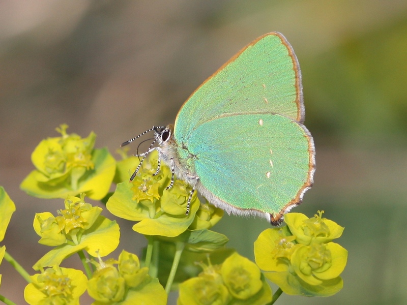 Callophrys rubi